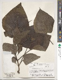 Catalpa speciosa image