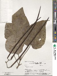 Catalpa speciosa image