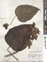 Catalpa speciosa image