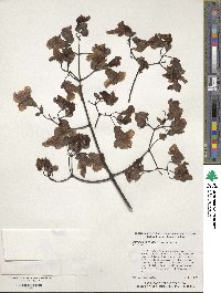 Catalpa speciosa image