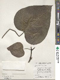 Catalpa speciosa image