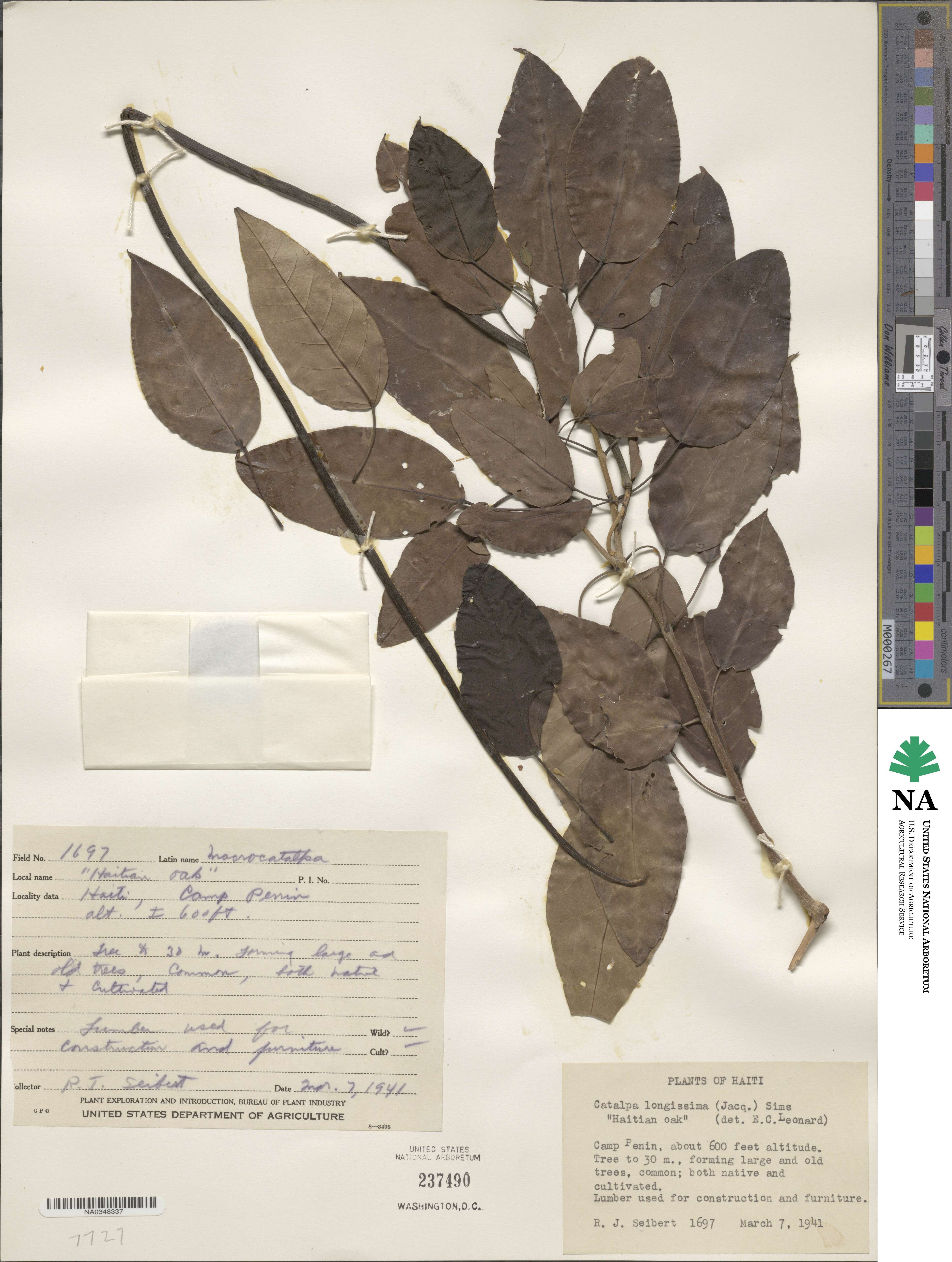 Catalpa longissima image