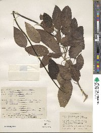 Image of Catalpa longissima