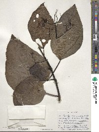 Catalpa bignonioides image