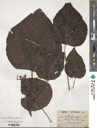 Catalpa bignonioides image