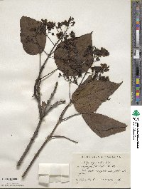 Catalpa bignonioides image