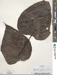 Catalpa bignonioides image