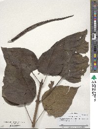 Catalpa bignonioides image