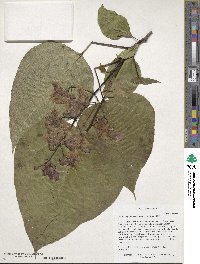 Catalpa bignonioides image