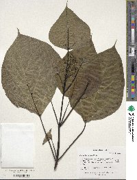 Catalpa bignonioides image