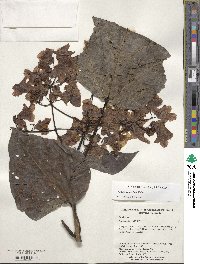 Catalpa bignonioides image