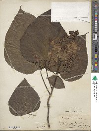 Catalpa bignonioides image