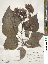 Catalpa bignonioides image