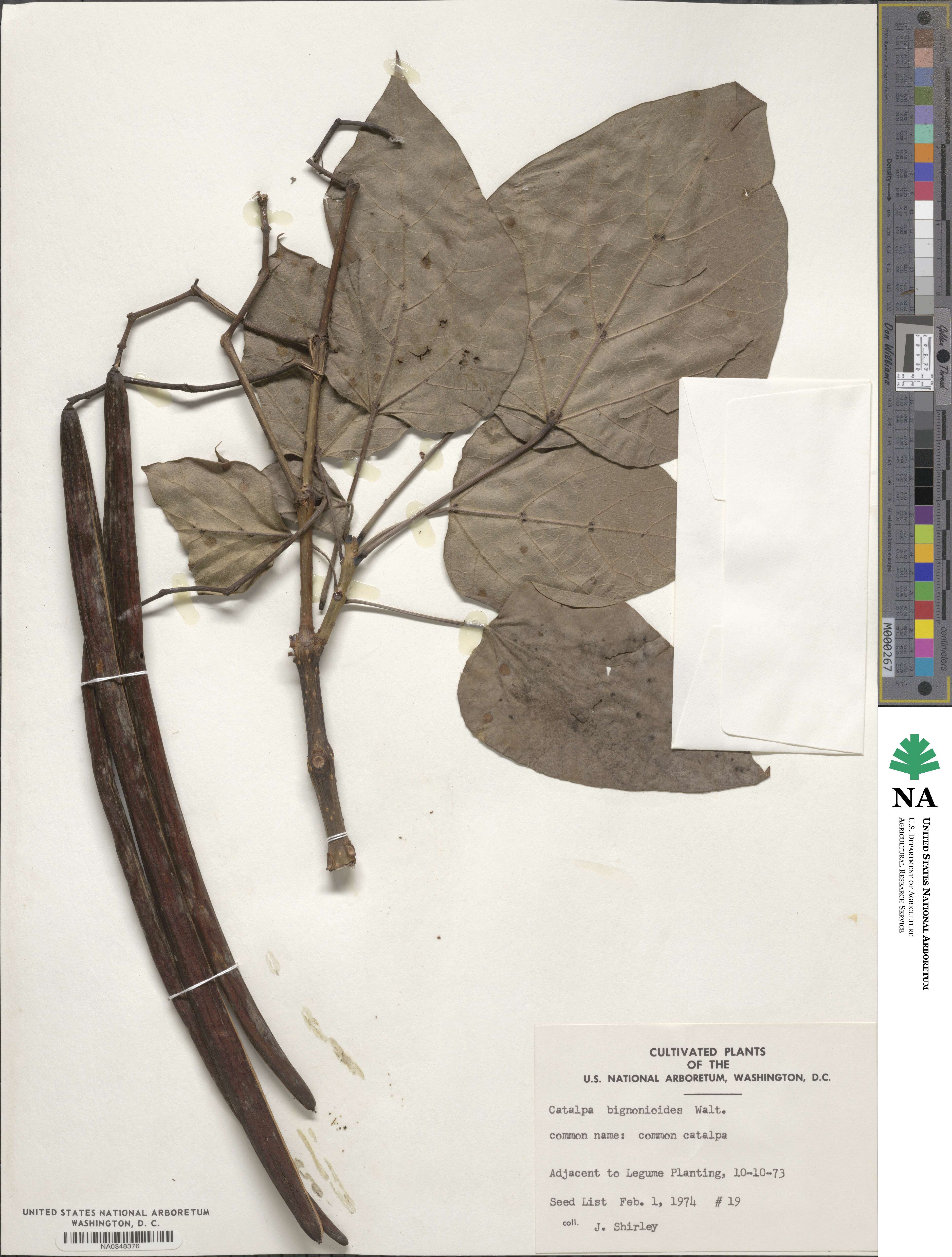 Catalpa bignonioides image