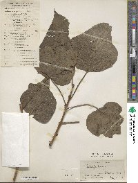 Catalpa bungei image