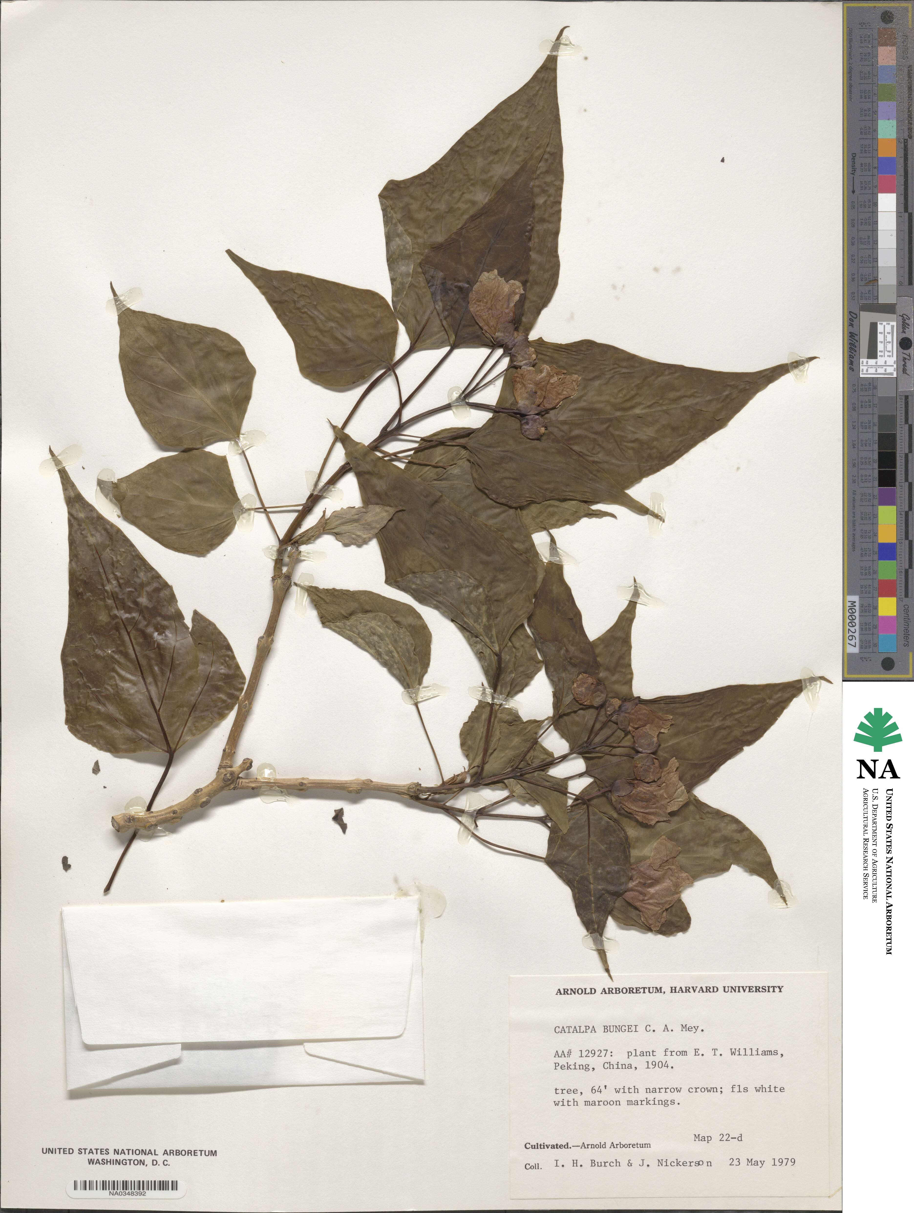 Catalpa bungei image