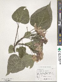 Catalpa bungei image