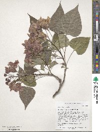 Catalpa bungei image