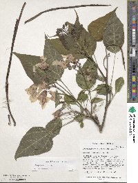 Catalpa bungei image