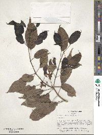 Catalpa longissima image