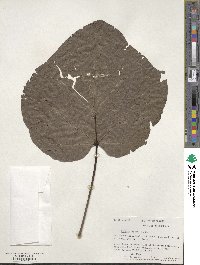 Catalpa ovata image