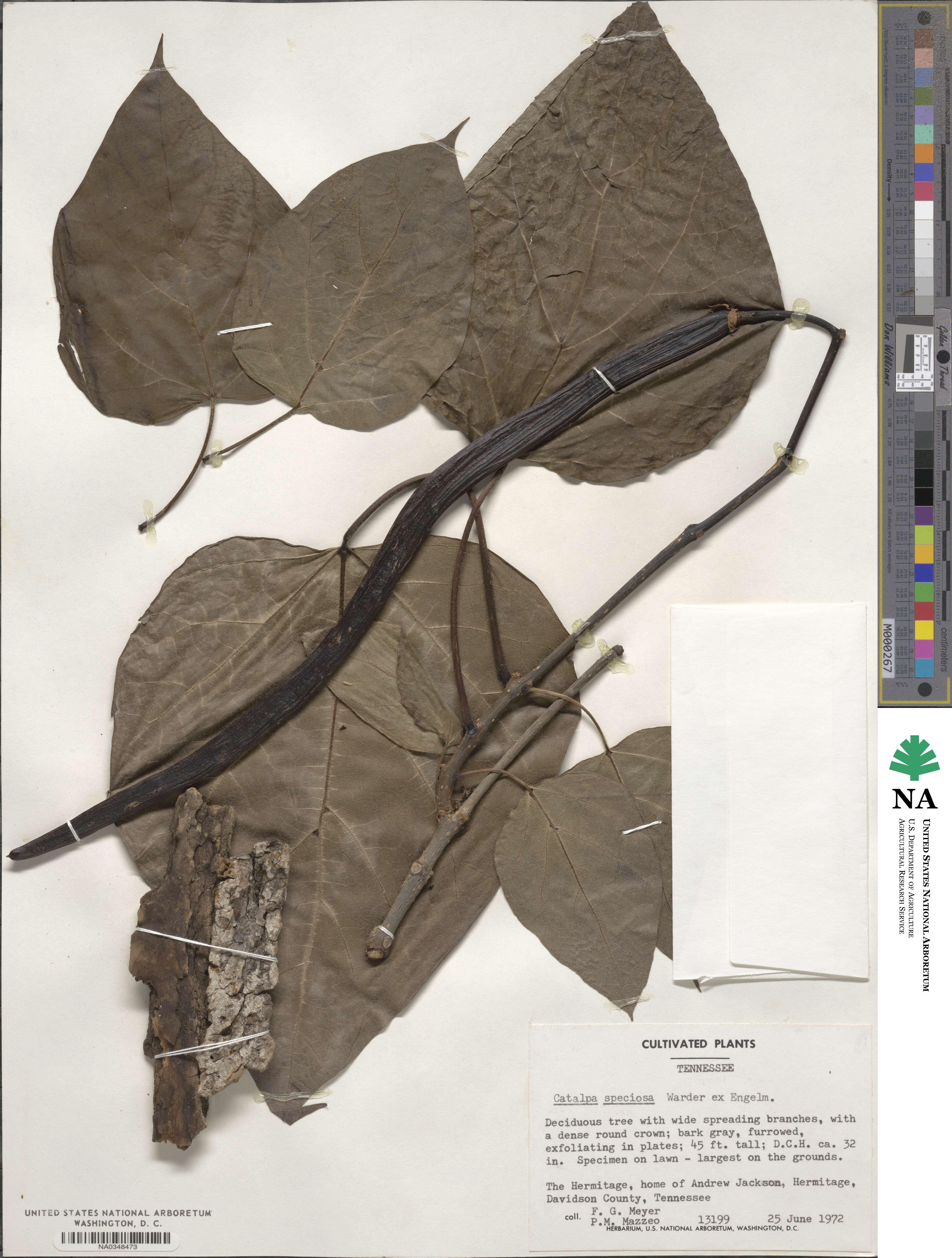 Catalpa image