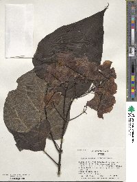 Catalpa speciosa image