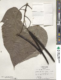 Catalpa speciosa image