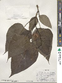 Catalpa speciosa image