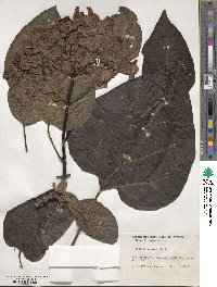 Catalpa speciosa image