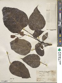 Catalpa speciosa image