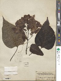 Catalpa speciosa image