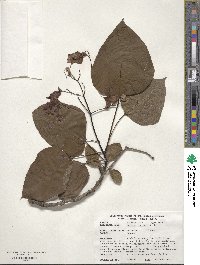 Catalpa speciosa image