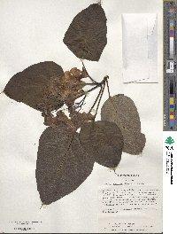 Catalpa speciosa image