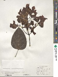 Catalpa speciosa image