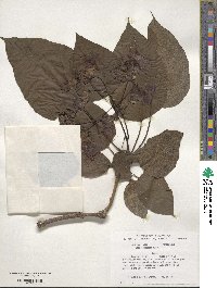 Catalpa speciosa image