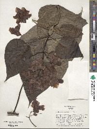 Catalpa speciosa image