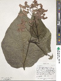 Catalpa speciosa image