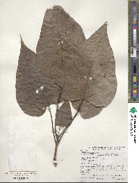 Catalpa speciosa image