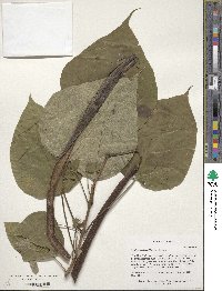 Catalpa speciosa image