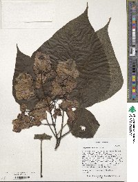 Catalpa speciosa image