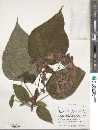 Catalpa speciosa image