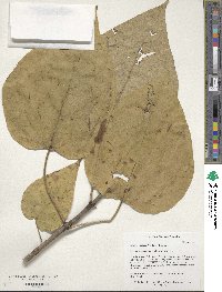 Catalpa speciosa image