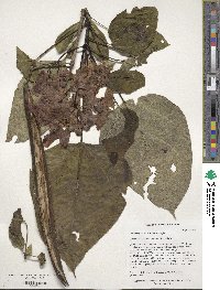 Catalpa speciosa image