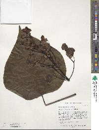 Catalpa speciosa image