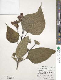 Catalpa speciosa image