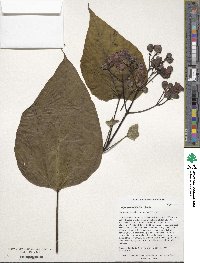 Catalpa speciosa image