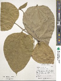 Catalpa speciosa image