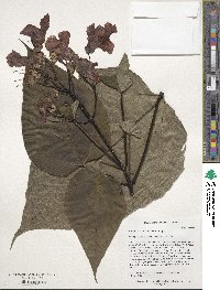 Catalpa speciosa image