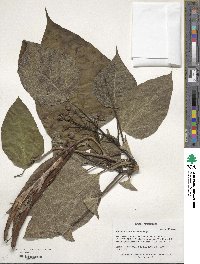 Catalpa speciosa image